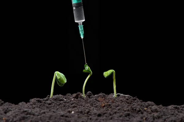 Biotecnología Añadir Líquido Las Plantas Con Una Jeringa Fondo Oscuro — Foto de Stock