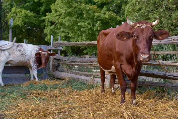 Bruine Koe Met Horens Die Wordt Gebruikt Voor Melk Zuivelproducten — Stockfoto