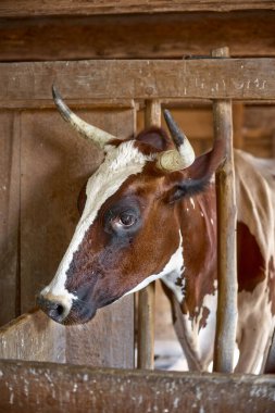 Çiftlikteki bir ahırda inek. Et ve süt üretimi, tarım endüstrisi, hayvan refahı ve hayvan hakları kavramı.