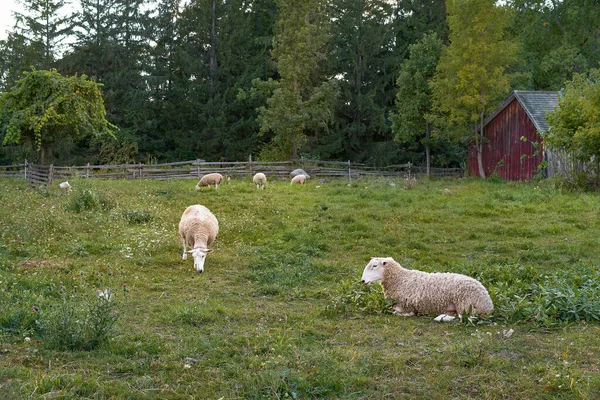 Овцы Лугу Зеленой Травой Лесом Одна Овца Лежит Сельская Местность — стоковое фото