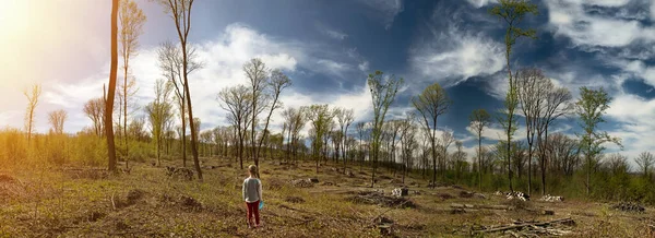 Panorama Site Deforestation Ecological Problems Planet Deforestation Pine Forests Little — Stock Photo, Image