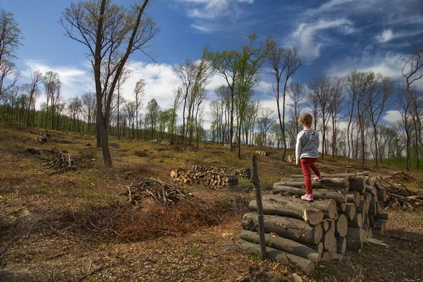 Deforestation. Ecological problems of the planet, deforestation of pine forests. little girl inspects the site of deforestation.