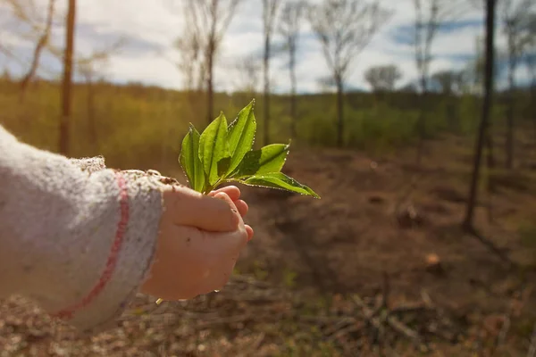 Маленька Дівчинка Саджає Молоде Дерево Концепція Рятує Світ Молода Рослина — стокове фото