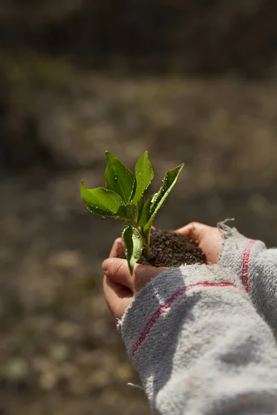 少女は若い木を植えコンセプトは世界を救う 屋外で手にする若い植物です 生態学の概念 — ストック写真