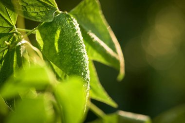 Uzun fasulye yaprakları, fasulye, kuşkonmaz fasulyesi yaprakları..