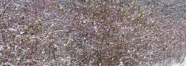 Buissons rouges dans la neige — Photo