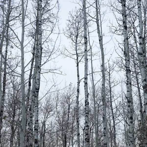 Vidoeiros de inverno — Fotografia de Stock