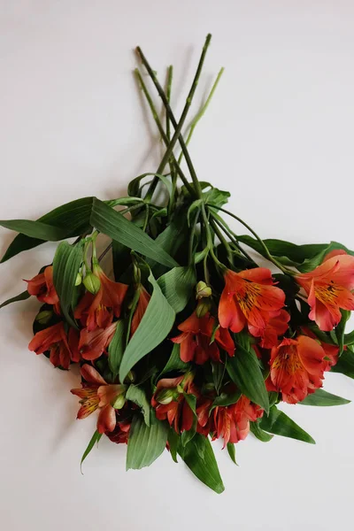 Röda peruanska liljor — Stockfoto