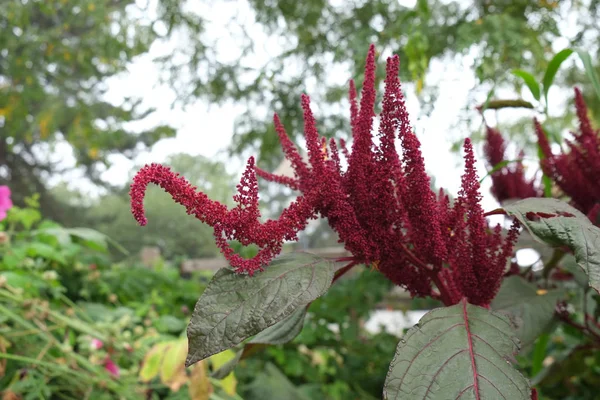 Astilbe Pink Magenta Fuchsiagreen Red Beautiful Featherybloom Blossom Delicate Details — Stok fotoğraf