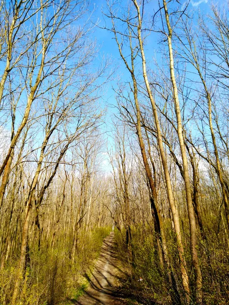 树枝靠在天空，春天，自然背景 — 图库照片