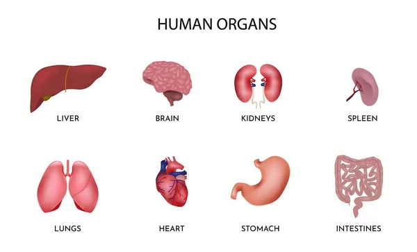 Набор человеческих органов . — стоковый вектор