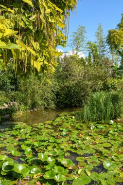 Botanik bahçelerinde nilüferler 
