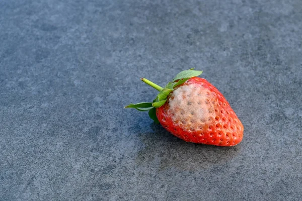 Vista Perto Único Morango Com Mofo Crescendo Superfície Isolado Contra — Fotografia de Stock