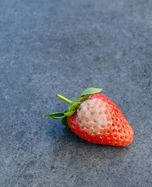 Vista Perto Único Morango Com Mofo Crescendo Superfície Isolado Contra — Fotografia de Stock