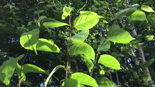 Fast Growing Invasive Plant Japanese Knotweed Polygonum Cuspidatum Fallopia Japonica — Stock Video