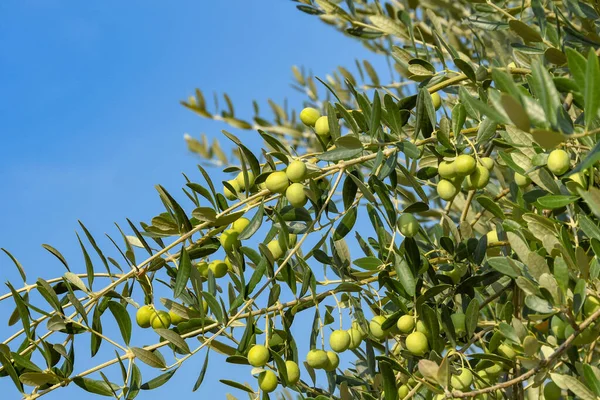 Dojrzałe Zielone Oliwki Gałęziach Drzewa Oliwnego Przeciwko Błękitnemu Niebu — Zdjęcie stockowe