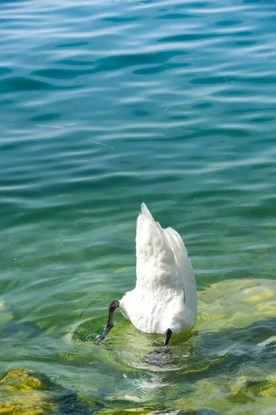 Schwäne Mit Schwanzfedern Der Luft Und Kopf Wasser Füttern Keine — Stockfoto