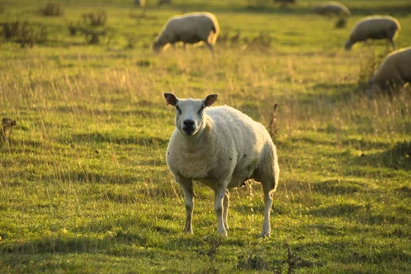 Sheep in an English country meadow with low setting sun
