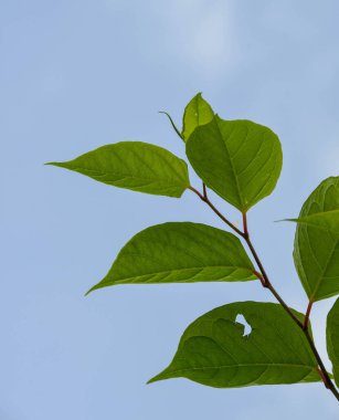 Hızlı büyüyen, istilacı, bitkisel Japon Knotweed veya 'Polygonum cuspidatum' veya 'Fallopia japonica'