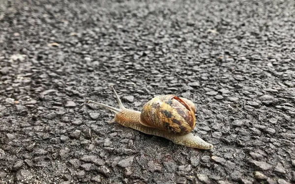 Gros Plan Escargot Glissant Sur Trottoir Dans Quartier Résidentiel — Photo