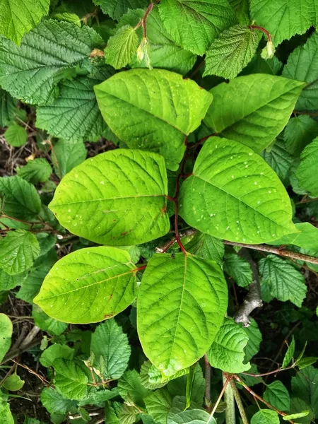 Planta Crescimento Rápido Invasiva Japonesa Knotweed Polygonum Cuspidatum Fallopia Japonica — Fotografia de Stock