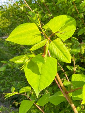 Hızlı büyüyen, istilacı, bitkisel Japon Knotweed veya 'Polygonum cuspidatum' veya 'Fallopia japonica'