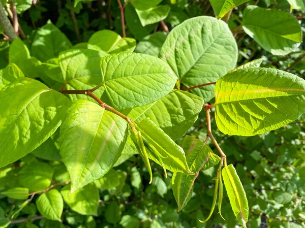 The fast-growing, invasive, plant Japanese Knotweed or \'Polygonum cuspidatum\' or Fallopia japonica\'