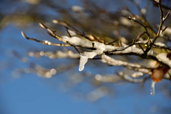 Fechar Cristal Gelo Que Descongela Pequeno Ramo Uma Árvore — Fotografia de Stock