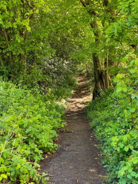 Ağaçların arasından parlayan güneş ışığıyla ağaçların arasından geçen patika.