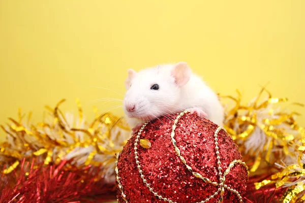 Råttan och julleksaken. Gott nytt år. år för råtta 2020 — Stockfoto