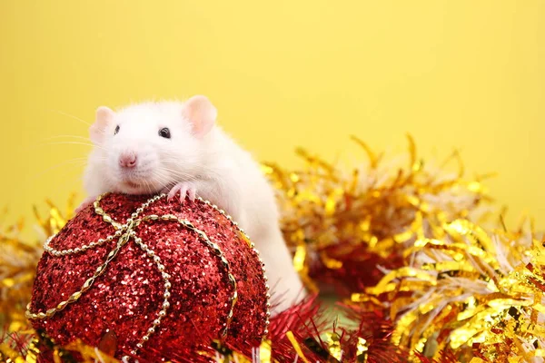 Rat and the Christmas toy. Happy New year. year of rat 2020 — Stock Photo, Image