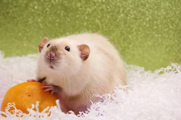 Råttan och mandarin. Gott nytt år. år för råtta 2020 — Stockfoto