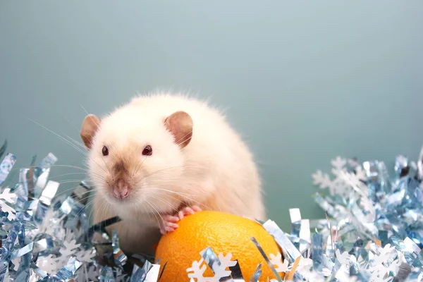 Le rat et la mandarine. Le rat est un symbole de la nouvelle année 2020 . — Photo