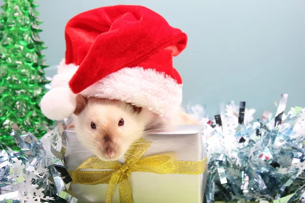 Szczur w kapeluszu świątecznym Koncepcja Nowego Roku 2020. Szczęśliwego Nowego Roku. — Zdjęcie stockowe
