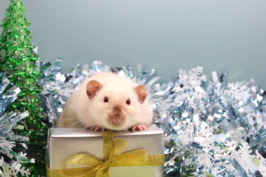 Hediyenin yanındaki Noel süslemeleri arasında beyaz sıçan. Yeni Yıl kavramı 2020.