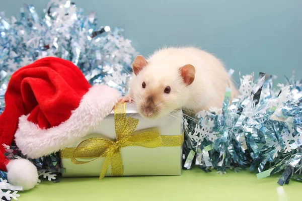 Szczur z prezentem i świątecznym kapeluszem. Koncepcja Nowego Roku 2020. Szczęśliwego Nowego Roku. — Zdjęcie stockowe