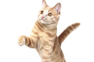 Pençesini kaldırmış kırmızı kedi beyaz arka planda izole edilmiş.