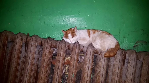 Bezdomny kot rozgrzewa się na baterii grzewczej przy wejściu do domu — Zdjęcie stockowe