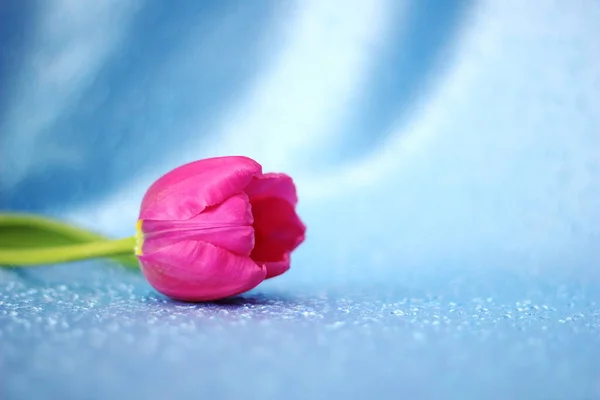 Tulipán rosa sobre fondo azul. — Foto de Stock