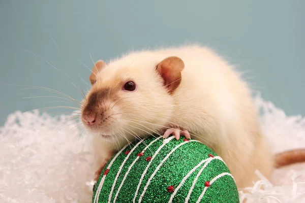 Le rat et le jouet de Noël. Bonne année. année du rat 2020 — Photo