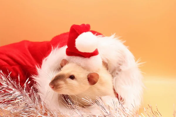 Una rata con un sombrero rojo de Navidad. Feliz Año Nuevo hasta 2020 . — Foto de Stock