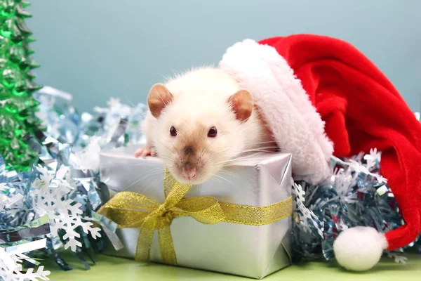Biały szczur w świątecznym kapeluszu. Koncepcja Nowego Roku 2020. Szczęśliwego Nowego Roku. — Zdjęcie stockowe