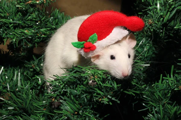 A rat in a Christmas hat, a Christmas mouse. The symbol of the New year 2020 in the Chinese calendar. — Stockfoto