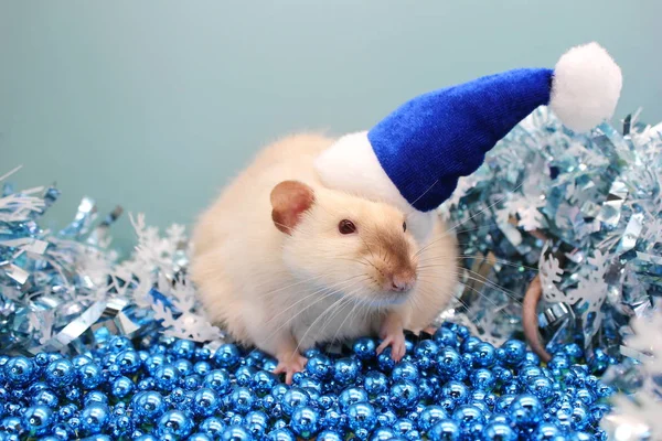 Un rat blanc avec un chapeau de Noël bleu. Symbole de la nouvelle année 2020. Bonne année . — Photo