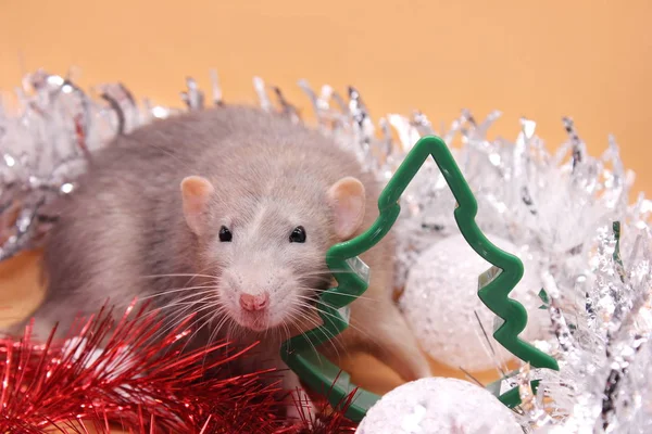 Grey Rat parmi les jouets de Noël. Bonne année. année du rat 2020 — Photo
