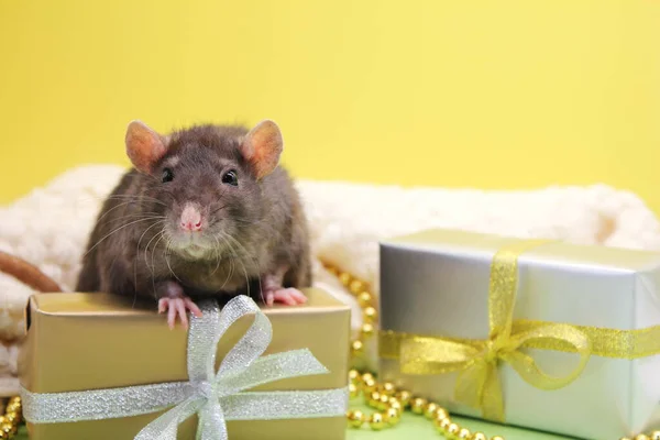 Le rat noir et les cadeaux. Le concept du Nouvel An 2020 . — Photo