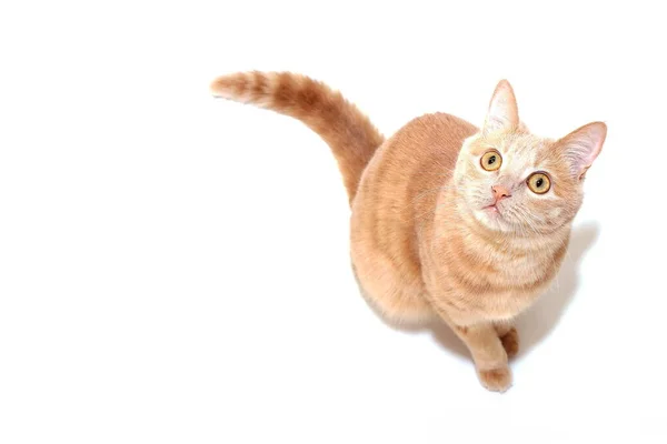 Rote Katze schaut isoliert auf weißem Hintergrund nach oben — Stockfoto