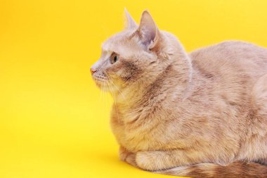 Kameranın önünde poz veren kırmızı kedi. yakın plan
