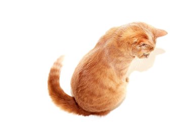 Kızıl kedi kameraya yan yan bakarak oturuyor.