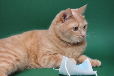 Kırmızı bir kedi yeşil arka planda tıbbi bir maskenin yanında yatıyor. Veterinerlik hizmeti kavramı. Coronavirus dur..